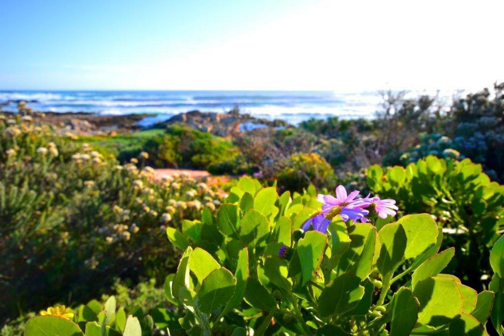 Saffron Cottage Hermanus Εξωτερικό φωτογραφία